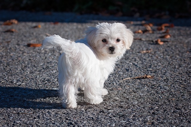 biely maltézsky pes.jpg